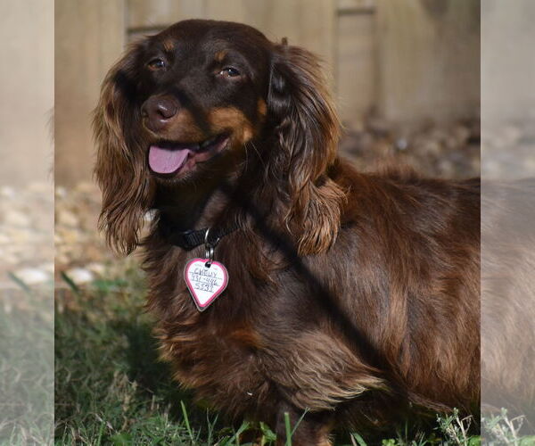 Medium Photo #15 Dachshund Puppy For Sale in Shelbyville, TN, USA
