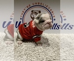 Small Photo #12 Bulldog Puppy For Sale in CENTERVILLE, OH, USA