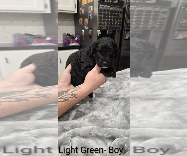 Medium Photo #7 Aussiedoodle Puppy For Sale in BOONEVILLE, AR, USA