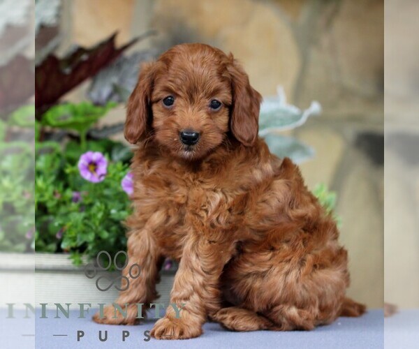 Medium Photo #4 Cavapoo Puppy For Sale in EAST EARL, PA, USA