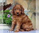 Small #3 Cavapoo