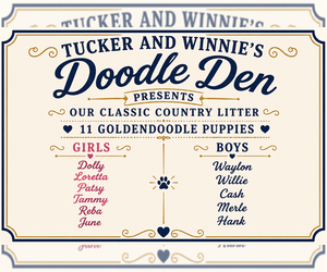 Goldendoodle Puppy for sale in COCOA, FL, USA