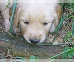 Golden Retriever Puppy for sale in GLIDE, OR, USA