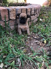 Brussels Griffon Puppy for sale in ABILENE, TX, USA