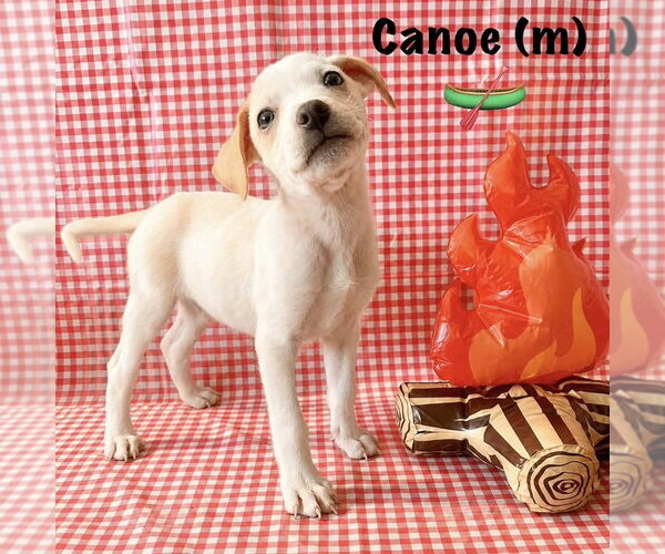 Medium Photo #2 Jack Russell Terrier-Labrador Retriever Mix Puppy For Sale in Aurora, IN, USA