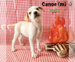 Small #1 Jack Russell Terrier-Labrador Retriever Mix
