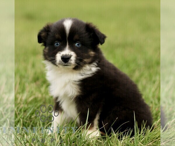 Medium Photo #3 Australian Shepherd Puppy For Sale in NEW PROVIDENCE, PA, USA