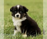 Small #2 Australian Shepherd