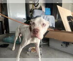Small #3 Mutt