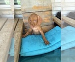 Small #11 Vizsla