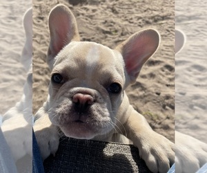French Bulldog Puppy for sale in CLEARWATER, FL, USA