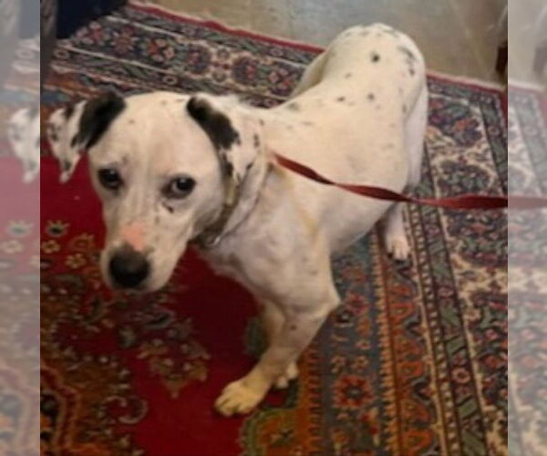 Medium Photo #1 Beagle-Dalmatian Mix Puppy For Sale in Winston Salem, NC, USA