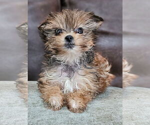 Mutt Dogs for adoption in Bon Carbo, CO, USA