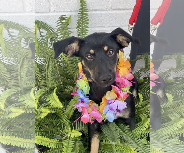 Medium Photo #2 Rat Terrier-Unknown Mix Puppy For Sale in Mount Laurel, NJ, USA