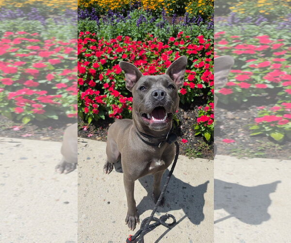 Medium Photo #13 Mutt Puppy For Sale in Rockaway, NJ, USA