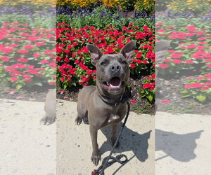 Lambo Athens - Female Mutt Dog for Adoption - Photo #13