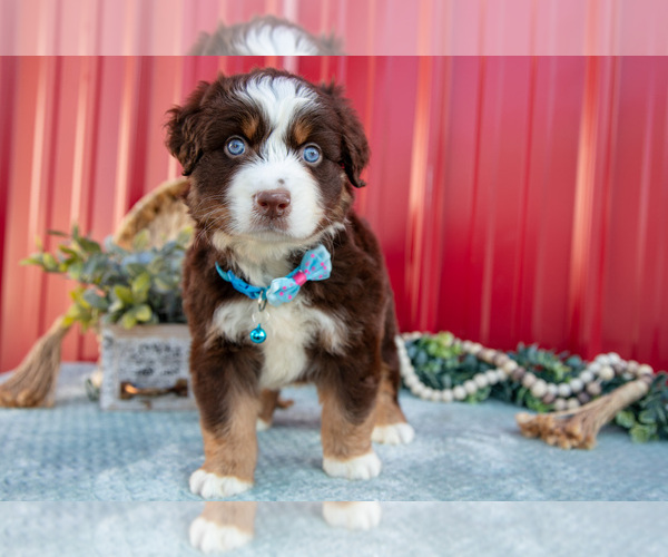 Medium Photo #4 Miniature Australian Shepherd Puppy For Sale in MILLERSBURG, OH, USA