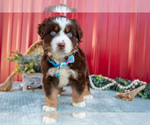 Small #3 Miniature Australian Shepherd