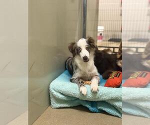 Border-Aussie Dogs for adoption in Santa Maria, CA, USA
