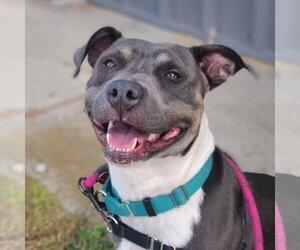 Gayle - Female Mutt Dog for Adoption - Photo #21