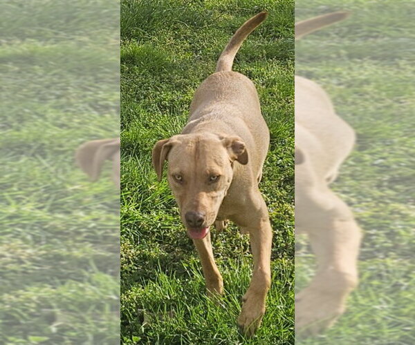 Medium Photo #4 Labrador Retriever-Unknown Mix Puppy For Sale in Tracy City, TN, USA