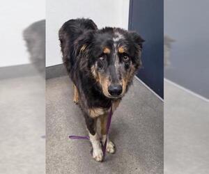 Australian Shepherd Dogs for adoption in HESPERIA, CA, USA