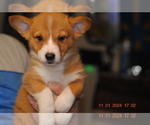 Puppy Puppy 1 Pembroke Welsh Corgi