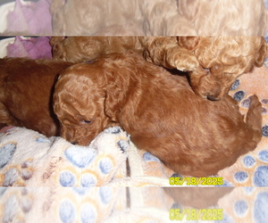 Poodle (Toy) Puppy for sale in DULUTH, GA, USA