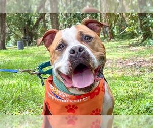 American Bulldog-American Staffordshire Terrier Mix Dogs for adoption in Fort Lauderdale, FL, USA