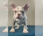 Small Photo #2 French Bulldog Puppy For Sale in LOS ALTOS, CA, USA