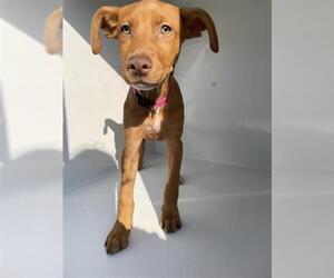 Rhodesian Ridgeback-Vizsla Mix Dogs for adoption in Houston, TX, USA
