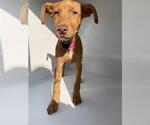 Small Rhodesian Ridgeback-Vizsla Mix