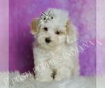 Small Photo #75 Maltipoo (Miniature) Puppy For Sale in WARSAW, IN, USA