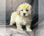 Puppy Goldendoodle Goldendoodle