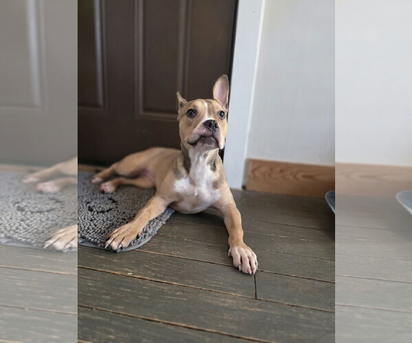 Medium Photo #3 Mutt Puppy For Sale in New London, WI, USA