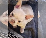 Small #4 French Bulldog