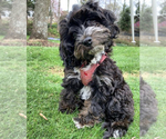 Small Photo #1 Cavapoo Puppy For Sale in PIEDMONT, SC, USA