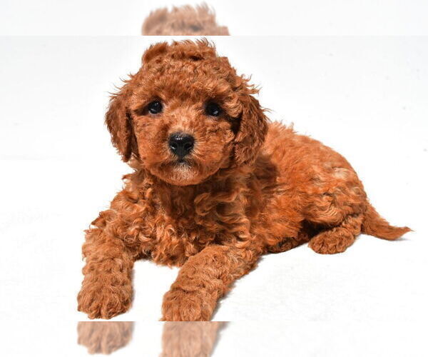 Medium Photo #24 Goldendoodle mix (+ Poodle Miniature) Puppy For Sale in DURHAM, CT, USA