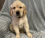 Small Photo #7 Golden Retriever Puppy For Sale in STRATFORD, OK, USA