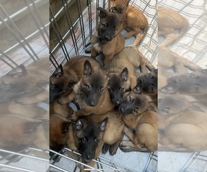 Belgian Malinois-Belgian Tervuren Mix Puppy for sale in VIRGINIA BEACH, VA, USA