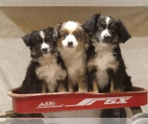 Miniature Australian Shepherd Puppy for sale in MILFORD, IN, USA