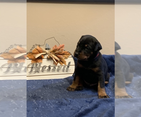 Medium Photo #9 Doberman Pinscher Puppy For Sale in PARADISE, TX, USA