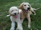 Small Photo #1 Goldendoodle Puppy For Sale in NORTH ANDOVER, MA, USA