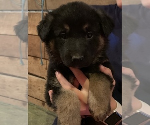 German Shepherd Dog Puppy for Sale in SCHOHARIE, New York USA