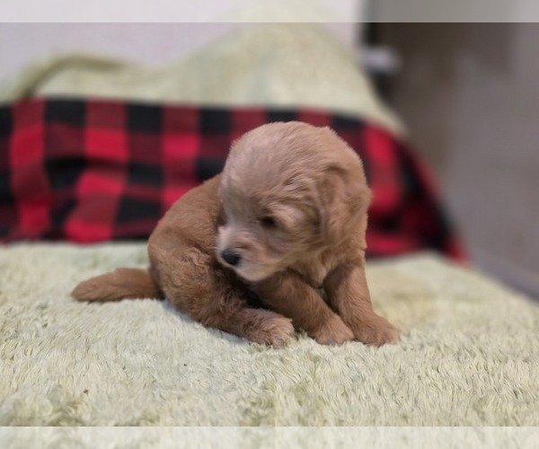Medium Photo #6 Goldendoodle Puppy For Sale in DUBLIN, TX, USA