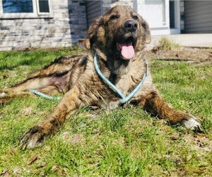 Chow Chow-German Shepherd Dog Mix Dogs for adoption in Princeton, MN, USA