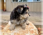 Small #9 Morkie