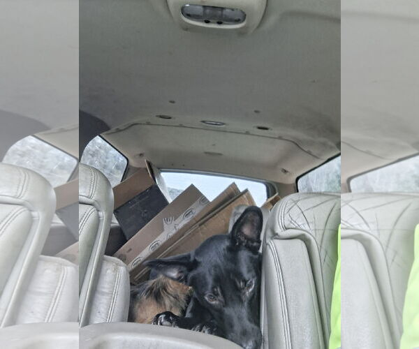 Medium Photo #18 Chiweenie Puppy For Sale in Sebec, ME, USA