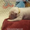 Small Photo #37 Dogo Argentino Puppy For Sale in JANE, MO, USA