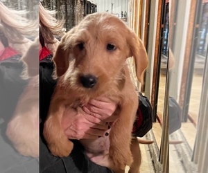 Labradoodle Puppy for sale in CELINA, TX, USA